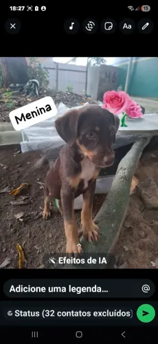 Adoção de cachorros