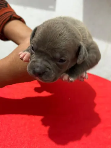 Filhotes de American Bully Poket