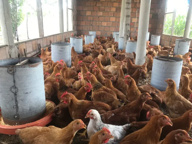 Vendo frangos caipira 