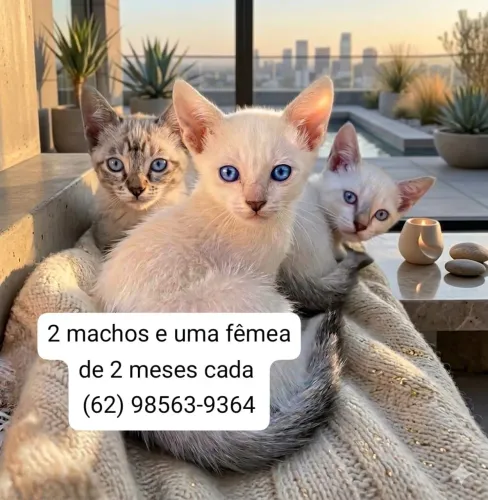 Gatinhos para adoção responsável 