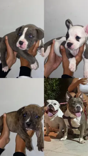 American Bully