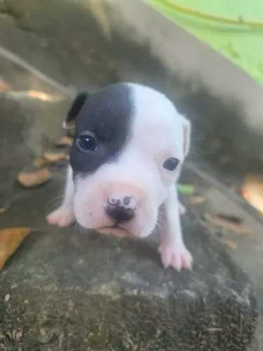 Pit bul fêmea