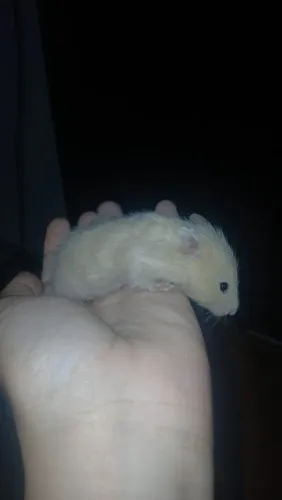 Hamster Sírio Angorá