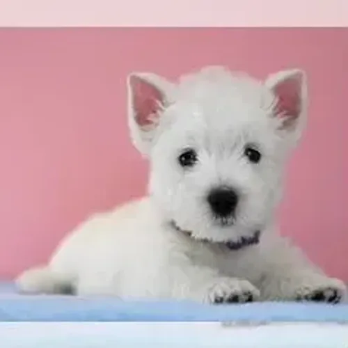 West Terrier Filhote Branco Diferenciado