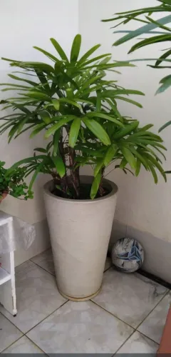 Planta ráfia
