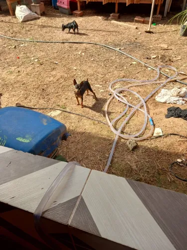 Vendo pincher fêmea mãe 1o pai menor que a mãe