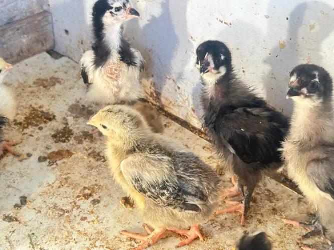 Pintinhos Gsb e bhrama com Gsb 