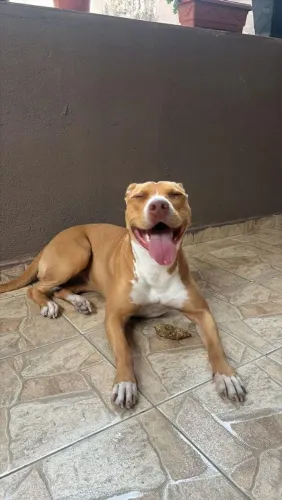 Doa-se Pit Bull 
