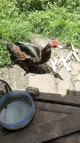Vendo patos 