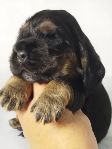 Filhotes Cocker Spaniel Inglês 