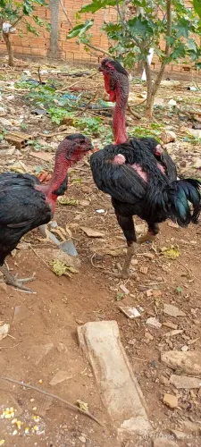 Indo urubu polaco e outras aves disponível 