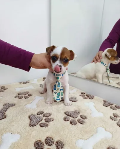 Seu Pinscher Está Aqui