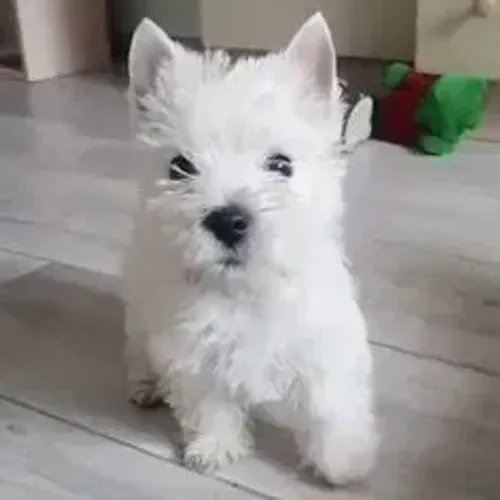 West Terrier Filhote Muito Bem Cuidado