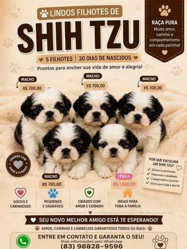 Filhote de shitzu