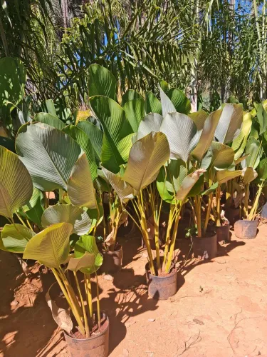 Maranta Charuto