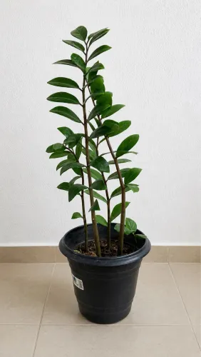 Vendo Planta Zamioculca 
