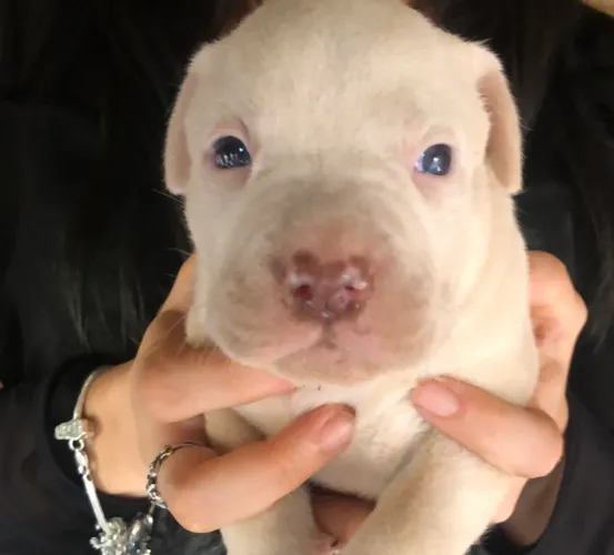 Filhote de pitbull 