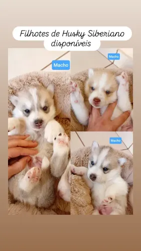 Filhotes de Husky Siberiano