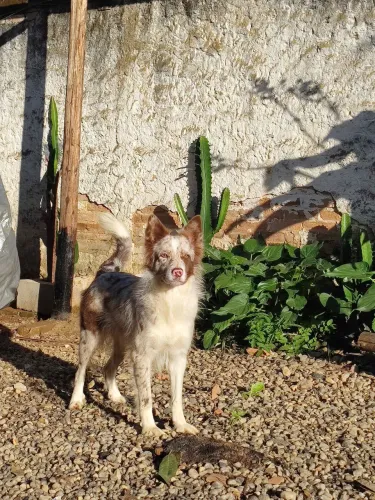 Border collie femea