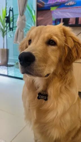 Procuro namorada para meu cachorro golden 