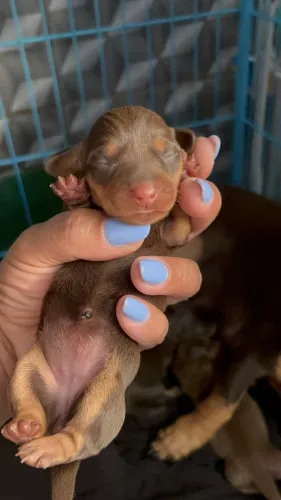 Dachshund - Basset (salsichinhas legítimos)