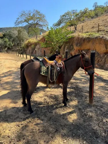 Burrinho piquira