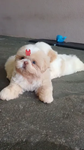 Shihtzu Macho Alto Padrão