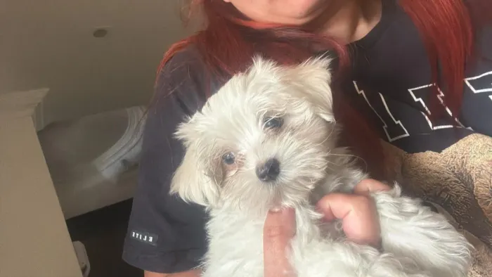 Filhote maltês, Seus melhores momentos estão prestes a começar com um novo amiguinho!