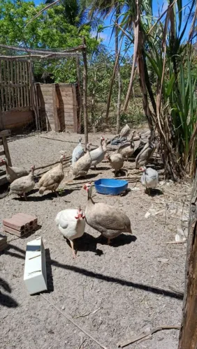 Guinés/Angola