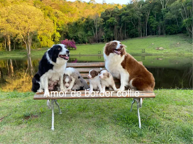 Filhote Border Collie padrão exposição.