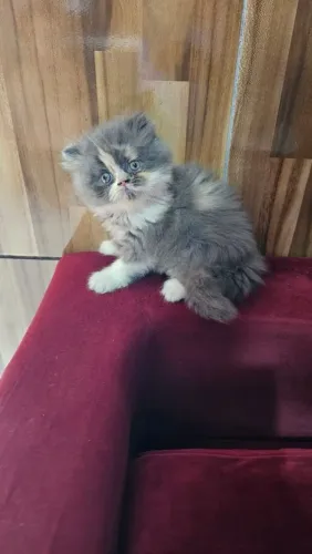 Gato Persa ( fêmea)