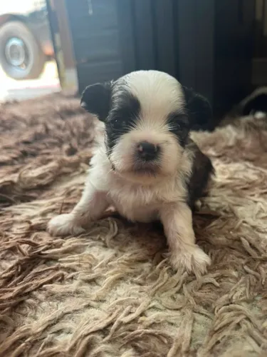 1 casal de shih tzu