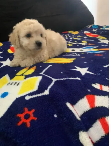 Filhote de cachorro