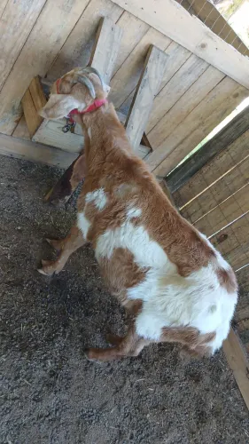 Cabras Adultas
