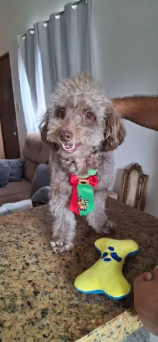 Procuro namorada mesma raça poodle