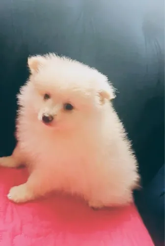 Spitz alemão Lulu da Pomerânia
