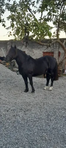Cavalo petiço crioulo 