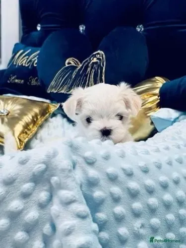 Baby Maltês dócil e saudável pronto para o novo lar