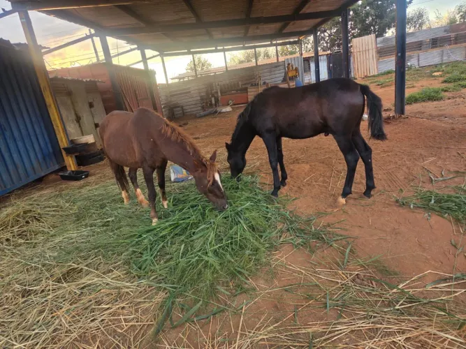 Égua comun 3ª cria, Potro 4? de milha