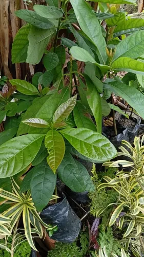 Frutíferas