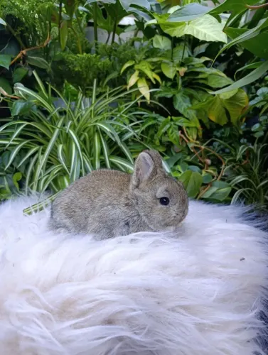 Coelho netherland Dwarf