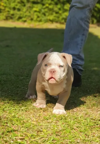 Filhotes de American bully disponíveis 