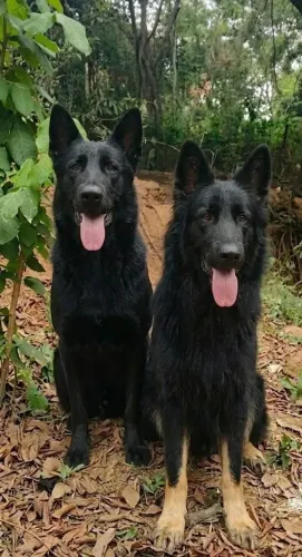 Última Fêmea de Pastor Alemão Preto com Pedigree!!!