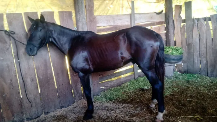 Cavalo Mangalarga com Quarto de milha