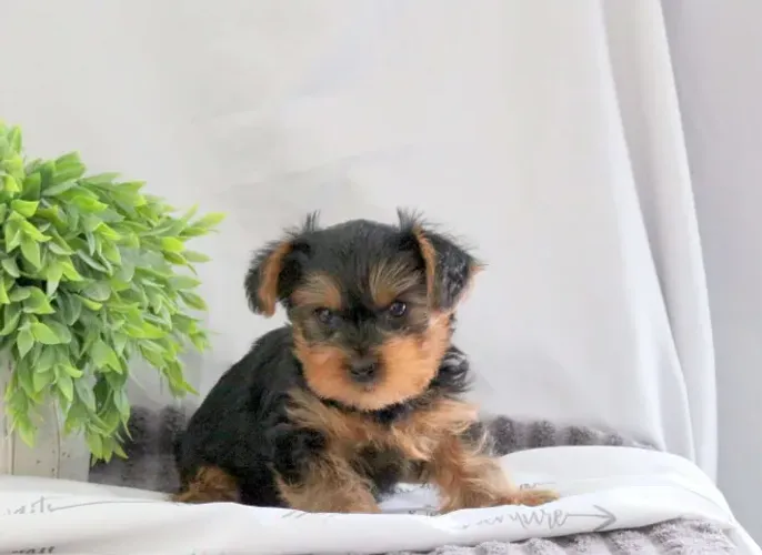 Yorkshire Terrier,Yorkshire Terrier Filhote Top Padrão da Raça