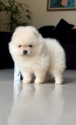Spitz alemão anão - Lulu da Pomerânia
