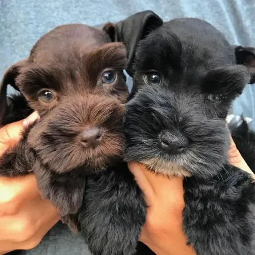 Filhote de Schnauzer companheiro e carinhoso.