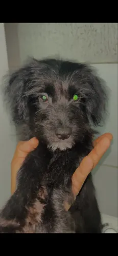Ânimos