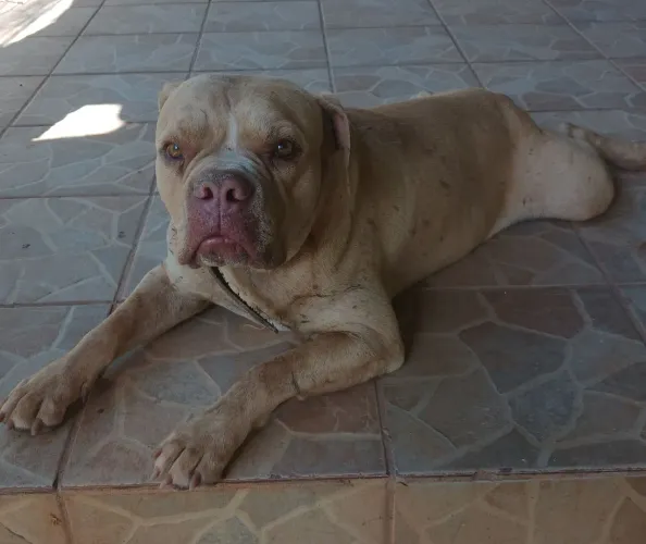 Animais domésticos