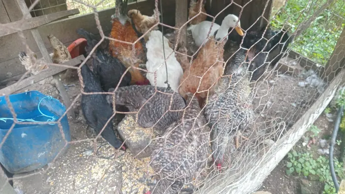 Vendo galo galinha 85 cada
